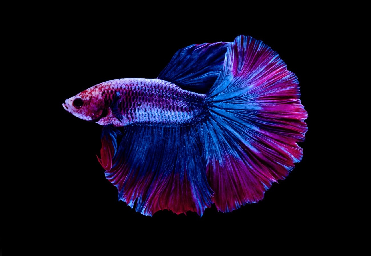 Halfmoon Betta