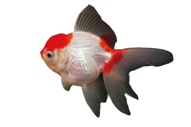 Oranda Japon Balığı 10-15 cm