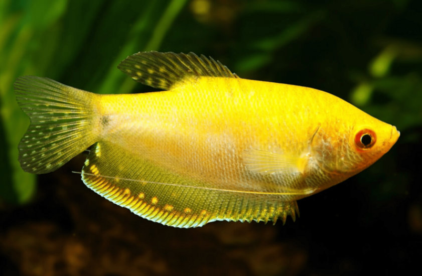 Altın Gurami Balığı